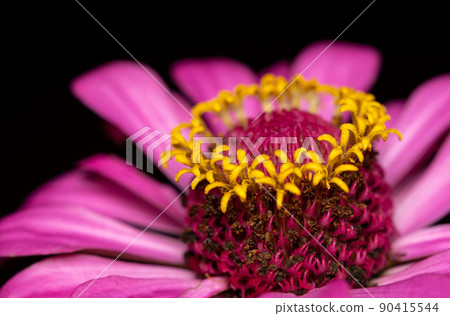 Zinnia Macro Selective Focus 90415544