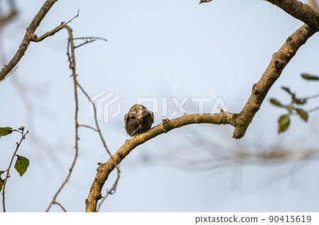Jungle Owlet Looking into the Sky 90415619