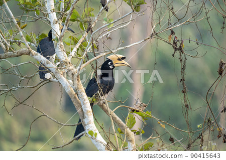 Oriental Pied Hornbill Oriental Pied Hornbill 90415643