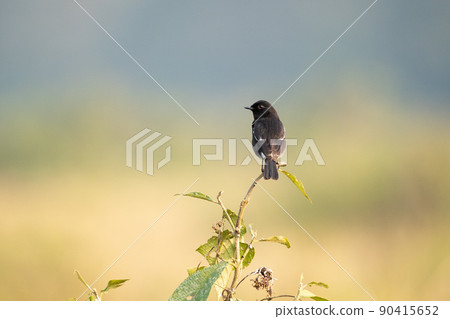 Pied Bush Chat Pied Bush Chat 90415652