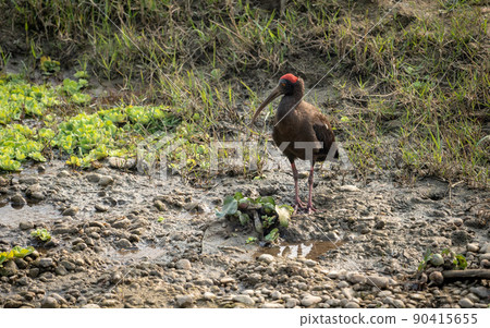 Red Naped Ibis Red Naped Ibis 90415655