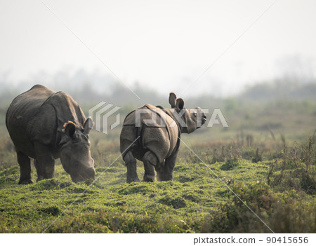 Rhino in the Grasslands Rhino in the Grasslands 90415656