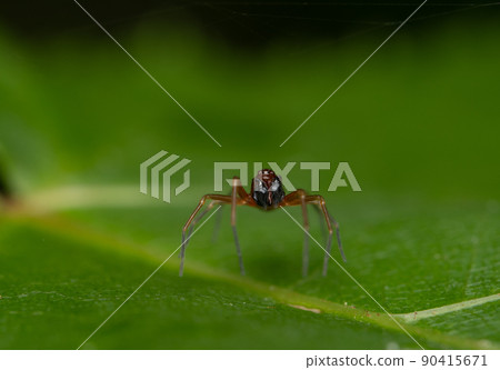 Spider on a Leaf Spider on a Leaf 90415671