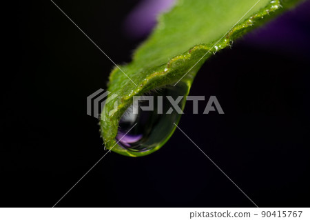 Water Droplet on Green Leaf 90415767