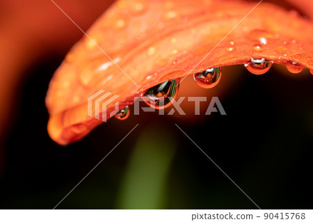 Water Droplet on Orange Flower 90415768