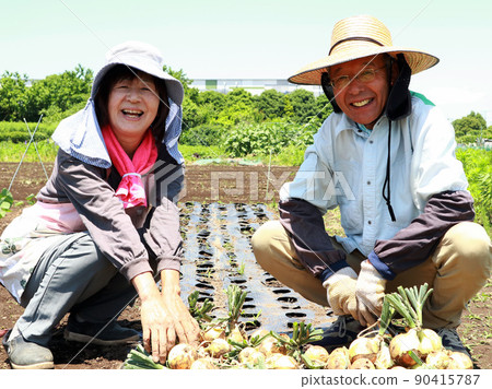 Senior couple harvesting onions 90415787
