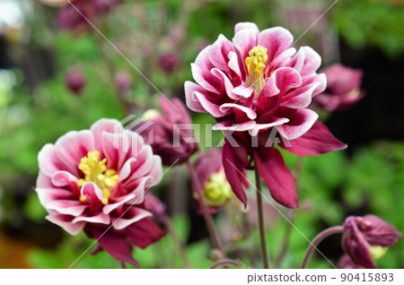 Columbine (Winky Double) Columbine (Winky Double) 90415893