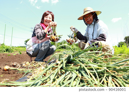 Senior couple harvesting onions 90416001
