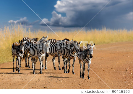 Zebras in a row walking in the savannah on storm clouds background 90416193