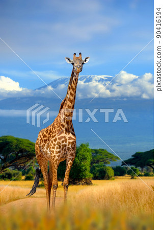 Wild african giraffe on Kilimanjaro mount background. National park of Kenya 90416194