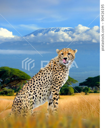 Wild african cheetah on Kilimanjaro mount background. National park of Kenya 90416195