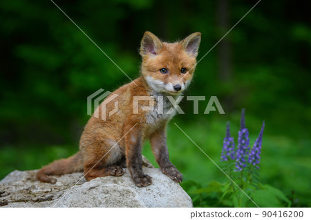 Red fox, vulpes vulpes, small young cub in forest on stone with violet flowers. Cute little wild predators in natural environment 90416200
