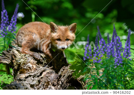 Red fox, vulpes vulpes, small young cub in forest on the stump. Cute little wild predators in natural environment 90416202