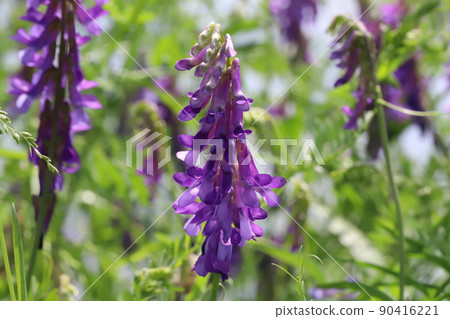 Purple vetch flowers blooming in Japanese fields in spring 90416221