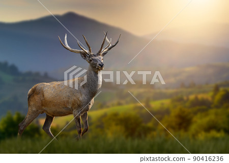Red deer in the grass against the backdrop of mountains at sunset Red deer in the grass against the backdrop of mountains at sunset 90416236