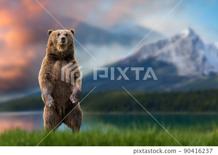 Brown bear (Ursus arctos) standing on his hind legs in the grass against the backdrop of snow-capped mountains and lake 90416237