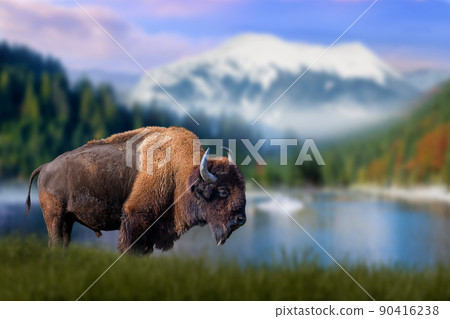 Bison stands in the grass against the backdrop of snow-capped mountains and lake 90416238