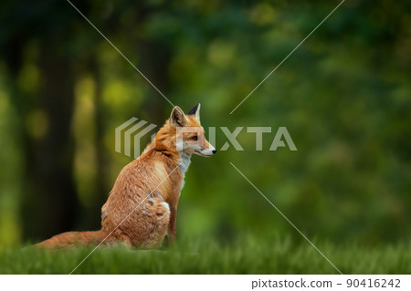 Red Fox, beautiful animal on green vegetation in the forest, in the nature habitat 90416242