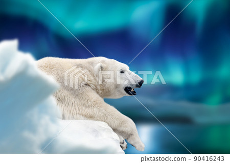 Polar bear lies on a glacier with Northern Lights, Aurora Borealis. Dangerous beast on snow 90416243
