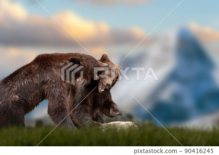 Two bears fight in the grass against the backdrop of snow-capped mountains 90416245