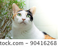 The cat stared intently at something. 90416268