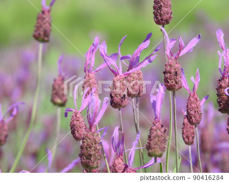 Lavender stoecas flowers 90416284