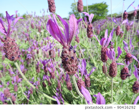 Lavender stoecas flowers 90416292