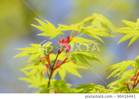 Momiji fresh green 90416441