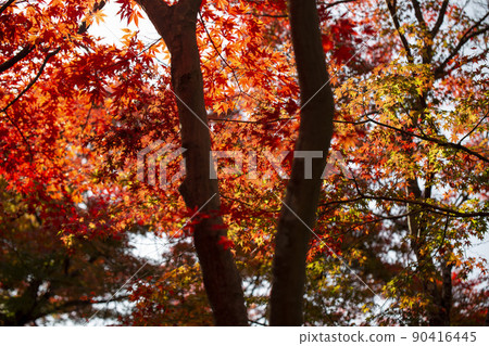 Autumn leaves in Ozekiyama Park 90416445