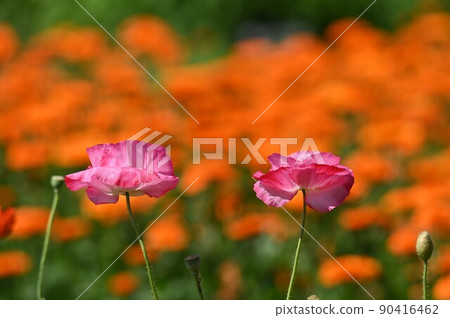 可愛的罌粟 90416462