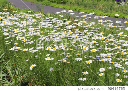 春天在日本公園盛開的 Kanshirogiku 白花 90416765