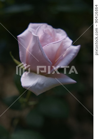 Rose Rose 90416864
