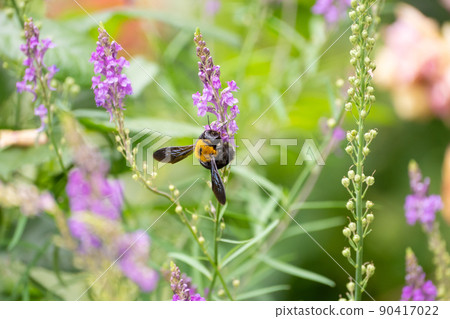 Toadflax and carpenter bee 90417022