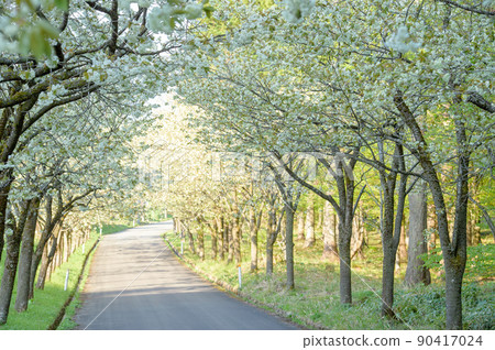 A row of yellow cherry trees, the beginning of a refreshing morning, Akita Prefecture 90417024