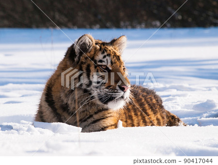Portrait of siberian tiger resting on the snow in winter. Nature scene from Russia 90417044