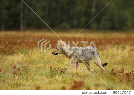 Wolf from Finland. Gray wolf, Canis lupus, in the summer morning light, on the meadow. Wolf in the nature habitat. Wild animal in the Finland taiga. Wildlife nature, Europe Wolf from Finland. Gray wolf, Canis lupus, in the summer morning light, on the meadow. Wolf in the nature habitat. Wild animal in the Finland taiga. Wildlife nature, Europe 90417047