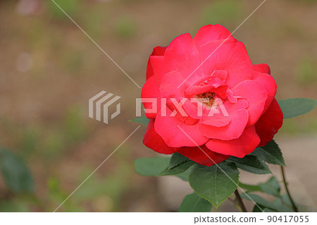 Colorful roses that heal the hearts of many people 90417055