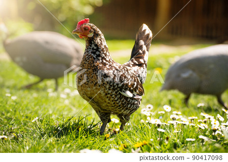 A hen grazing on green backyard grass A hen grazing on green backyard grass 90417098
