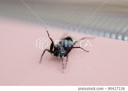 Siler cupreus on the car 90417136