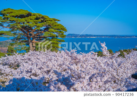 從日本三大名勝之一的松島公園看到的櫻花和松島灣(宮城縣松島町) 從日本三大名勝之一的松島公園看到的櫻花和松島灣(宮城縣松島町) 90417236