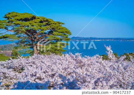 從日本三大名勝之一的松島公園看到的櫻花和松島灣(宮城縣松島町) 從日本三大名勝之一的松島公園看到的櫻花和松島灣(宮城縣松島町) 90417237