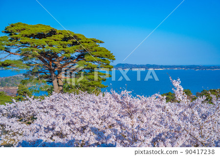 Cherry blossoms and Matsushima Bay (Matsushima Town, Miyagi Prefecture) seen from Matsushima Park, one of the three most scenic spots in Japan 90417238
