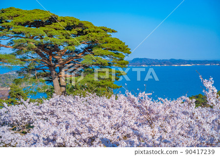 Cherry blossoms and Matsushima Bay (Matsushima Town, Miyagi Prefecture) seen from Matsushima Park, one of the three most scenic spots in Japan 90417239