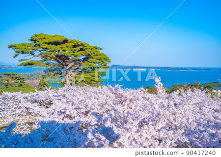 Cherry blossoms and Matsushima Bay (Matsushima Town, Miyagi Prefecture) seen from Matsushima Park, one of the three most scenic spots in Japan 90417240