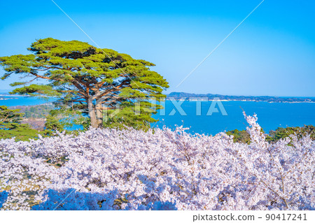 Cherry blossoms and Matsushima Bay (Matsushima Town, Miyagi Prefecture) seen from Matsushima Park, one of the three most scenic spots in Japan 90417241