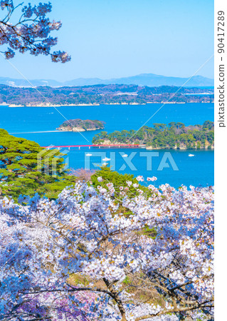 日本三大名勝之一的松島，松島公園櫻花藍天，歸來西去（宮城縣松島町） 90417289