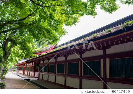 Beautiful fresh green scenery of the blue autumn leaves of Dazaifu Tenmangu Beautiful fresh green scenery of the blue autumn leaves of Dazaifu Tenmangu 90417409