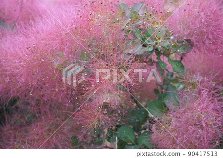 熏制的樹花 90417513