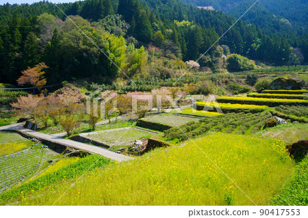江田菜子田梯田（德島縣神山町） 90417553
