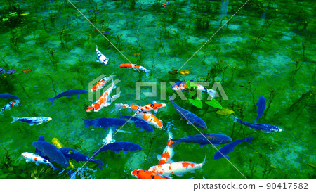 Mysterious and beautiful, Monet's Pond where carps swim 90417582